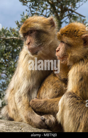 Famille de Macaques de Barbarie sans queue, de protéger leur bébé. Gibraltar (UK), la réserve naturelle de la roche. Banque D'Images