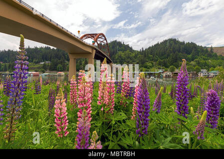 En fleurs fleurs Lupin colorés le long de la rivière Columbia dans Sauvie Island Bridge en été Banque D'Images