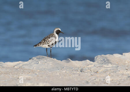 Un adulte pluvier en plumage d'accouplement debout sur la rive du golfe du Mexique, aux États-Unis. Banque D'Images