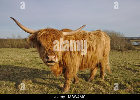 Vache Highland grand angle (portrait) Banque D'Images