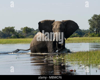 Delta de l'Okavango, au Botswana. 11,04, 2018. Montre un pic : lone bull elephant fait son chemin à travers le delta. Photo : Alamy/Ian Jacobs Banque D'Images