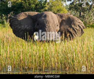 Delta de l'Okavango, au Botswana. 11,04, 2018. Montre un pic : lone bull elephant fait son chemin à travers le delta. Photo : Alamy/Ian Jacobs Banque D'Images