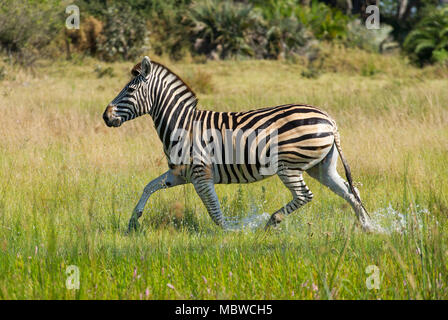 Delta de l'Okavango, au Botswana. 11,04, 2018. Montre un pic : lone zebra fait son chemin à travers le delta. Photo : Alamy/Ian Jacobs Banque D'Images