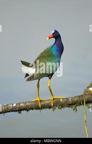 Purple Gallinule assis sur une succursale au Costa Rica Banque D'Images
