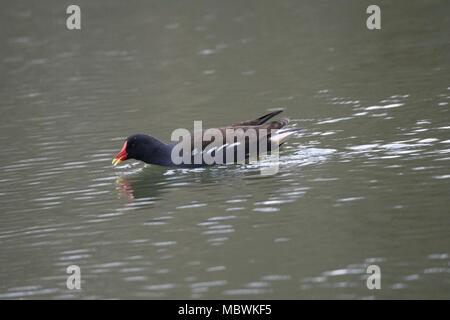 Une poule d'eau dans l'étang à New Mills Réserve Naturelle. Banque D'Images