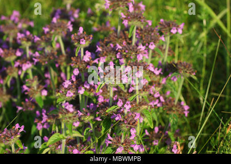 Basilic sauvage pousse dans un pré, éclairé par les rayons chauds du soleil couchant. Clinopodium vulgare est commun dans l'habitat naturel. Banque D'Images