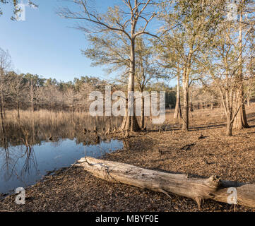 Indian Lake, Silver River Springs Forest Banque D'Images