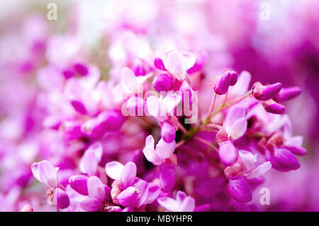 L'Est de la macro redbud tree's. Arbre de Judée en fleur. Cercis siliquastrum, canadensis. Fleurs roses établi. Été et printemps concept, copy space Banque D'Images