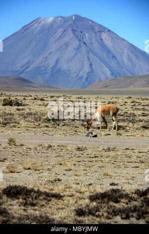 Les plaines de pâturage des vigognes sauvages de la réserve nationale de Salinas y Aguada Blanca devant le majestueux Volcan Misti dans la cordillère des Andes Banque D'Images