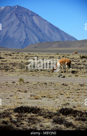 Le pâturage des vigognes sauvages les plaines de la réserve nationale de Salinas y Aguada Blanca devant le majestueux Volcan Misti dans la cordillère des Andes Banque D'Images