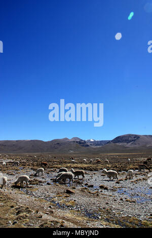 Un troupeau d'alpagas sauvages vivant sur un pâturage élevée haute plaine au Salinas y Aguada Blanca Réserve nationale dans les Andes du Pérou Banque D'Images