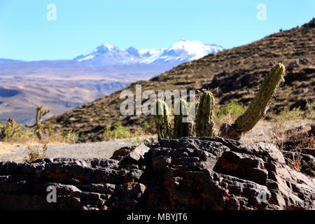 Cactus dans la gamme de montagne des Andes, Pérou Banque D'Images