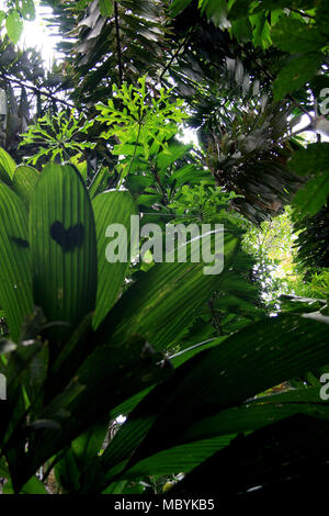 La végétation tropicale dans la région de la forêt amazonienne, Réserve nationale de Tambopata, à Puerto Maldonado, Pérou Banque D'Images