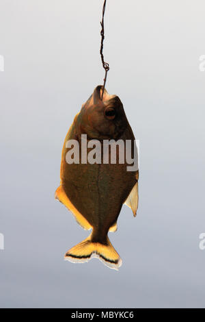 Piranhas de pêche dans la forêt amazonienne, Réserve nationale de Tambopata, à Puerto Maldonado, Pérou Banque D'Images