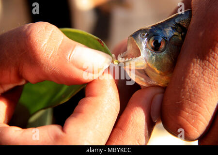 Les dents d'un piranha présenté par un gardien dans la forêt amazonienne, Réserve nationale de Tambopata, à Puerto Maldonado, Pérou Banque D'Images