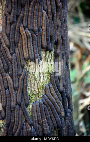 D'énormes chenilles sur un tronc d'arbre dans la forêt amazonienne, Réserve nationale de Tambopata, à Puerto Maldonado, Pérou Banque D'Images
