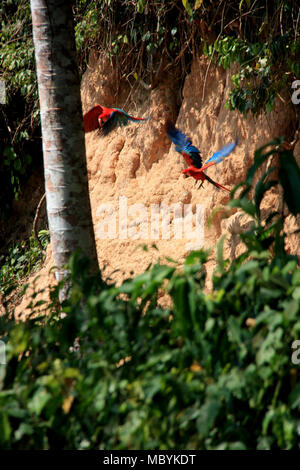 Aras sur une argile lécher dans la forêt amazonienne, Réserve nationale de Tambopata, à Puerto Maldonado, Pérou Banque D'Images