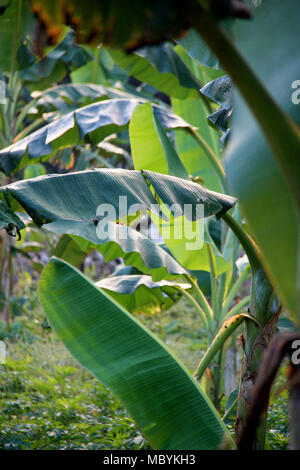 Plantation de bananes dans la forêt amazonienne, Réserve nationale de Tambopata, à Puerto Maldonado, Pérou Banque D'Images