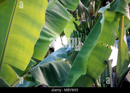Plantation de bananes dans la forêt amazonienne, Réserve nationale de Tambopata, à Puerto Maldonado, Pérou Banque D'Images