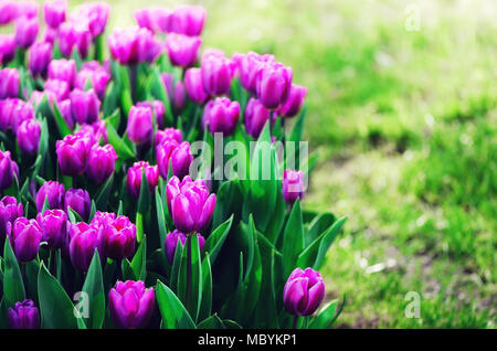 Violet, pourpre, lilas tulipes arrière-plan. Été et printemps concept, l'espace de copie. Fleurs tulipes champ dans la lumière du soleil. Soft focus sélectif. Banque D'Images