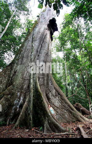 Redhead'appuyée sur un Kapokier énorme dans la réserve nationale de Tambopata dans le bassin de l'Amazone, au Pérou Banque D'Images