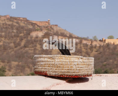 Dans cobra fakir's panier contre Fort Amer à Jaipur, Inde Banque D'Images