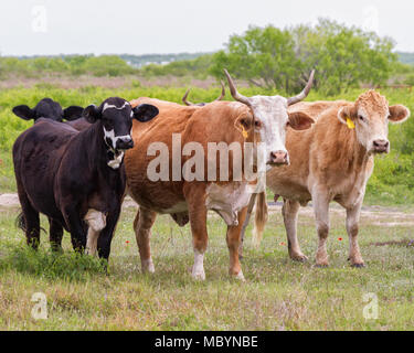 Plage du Sud du Texas bovins qui ont été croisés avec des bétail de Brahman. Banque D'Images