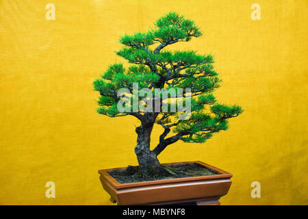 Pin blanc du Japon arbre, exposition de Bonsai Pune Shivajinagar, Pune, Maharashtra, Inde Banque D'Images