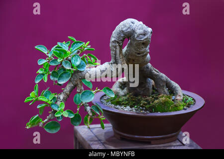 Bonsai Ficus retusa silvassa parapluie Rhône Shivajinagar, Pune, Maharashtra, Inde Banque D'Images