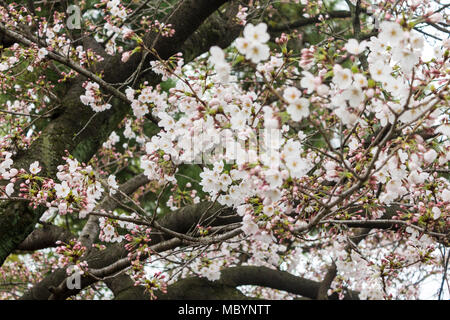 Les fleurs de cerisier sakura blanc à Hanami la saison du printemps à Kyoto, Japon Banque D'Images