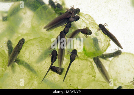 European common Frog, Rana temporaria, frogspawn avec éclos et l'éclosion, les têtards d'avril Banque D'Images