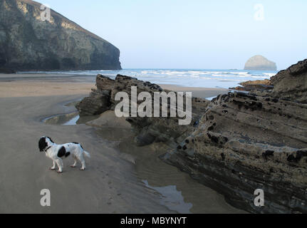 Chien cocker travail debout sur le sable par balane sur les roches à marée basse Trebarwith Strand, Cornouailles du Nord Banque D'Images