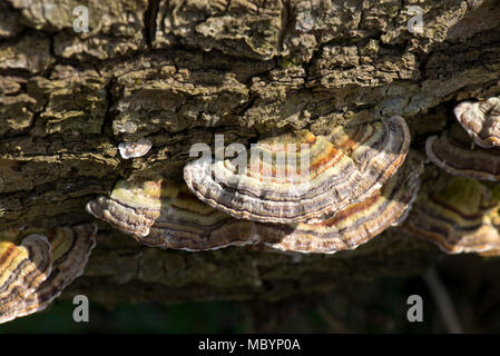 Des anneaux concentriques de couleur sur les bouchons de la Turquie, queue Trametes versicolor, champignon sur bois de chêne mort, Berkshire, Avril Banque D'Images