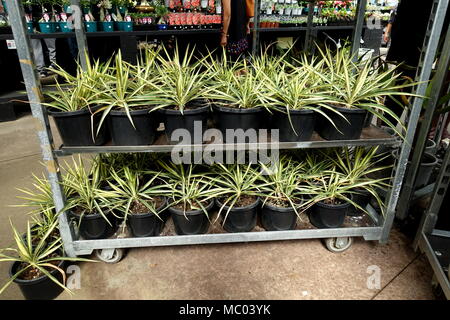 Yucca filamentosa Color Guard ou appelé Adam's Needle plantes sur afficher Banque D'Images