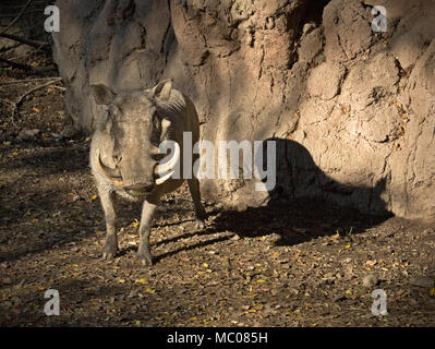 WA15114-00...WASHINGTON - un phacochère africain dans la savane africaine Exposition de Woodland Park Zoo de Seattle. Banque D'Images