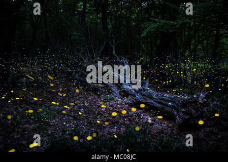 Frireflies volant autour d'un arbre tombé dans la forêt au crépuscule. Banque D'Images