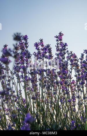 Vue vers le haut des fleurs de lavande contre le ciel bleu clair Banque D'Images