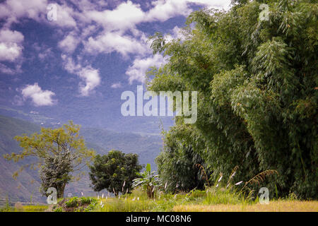 Paysage verdoyant du Bhoutan : bambou géant avec Misty Himalaya en arrière-plan Banque D'Images