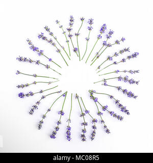 Fleurs de Lavande fraîches disposées en cercle sur un fond blanc. Fleurs de Lavande des maquettes. Banque D'Images