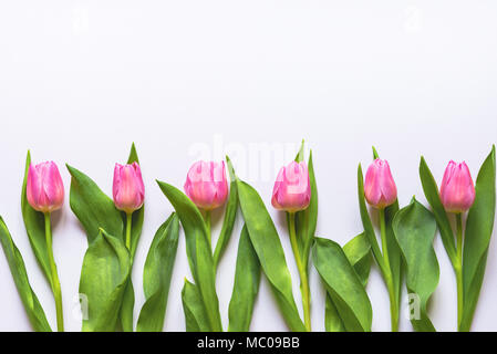 Vue de dessus de tulipes roses disposées en ligne sur fond blanc. Copier l'espace. Banque D'Images