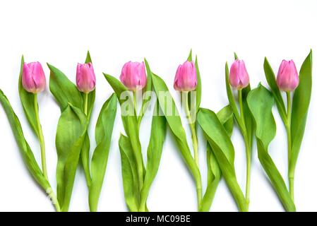 Vue de dessus de tulipes roses disposées en ligne sur fond blanc. Banque D'Images