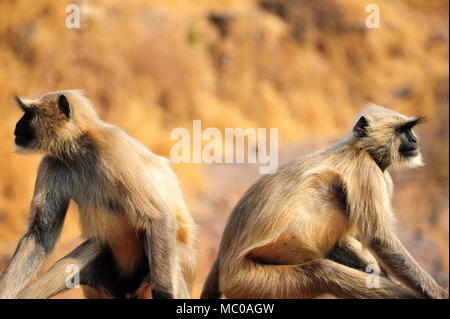 Paire de langurs Hanuman ou gris (Semnopithecus animaux singe - sens vénéré, saint)) au Fort de Ranthambore, Rajasthan, Inde Banque D'Images