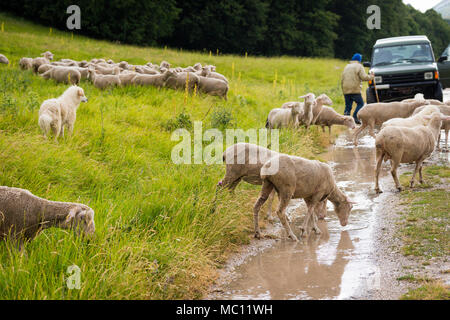 Troupeaux berger d'un troupeau de moutons d'un pré à travers un chemin rural alors qu'un camion attend que les animaux de traverser la route au cours de l'Assemblée Transumanza Banque D'Images