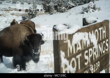 Un bison d'Amérique animal marche dans la neige profonde et s'arrête près du parc signe sur une froide journée d'hiver de subzero Lamar Valley à Mammoth Hot Springs, Ye Banque D'Images