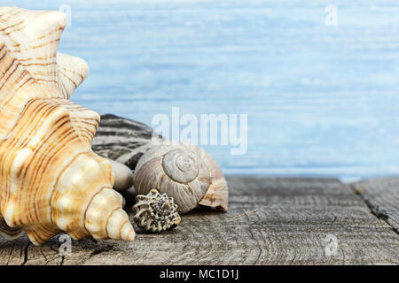 Location vacances mer fond. beaux coquillages sur des planches de bois, surface libre Banque D'Images