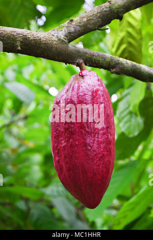 Arbre du cacao avec les gousses, Bali, Indonésie Banque D'Images