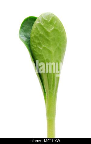 Green sprout citrouille isolé sur fond blanc Banque D'Images