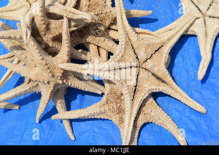 Star Seashell à Kanyakumari Tamil Nadu Inde Banque D'Images