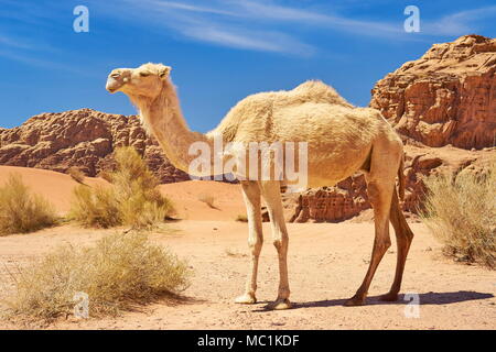 La faune chameau dans le désert de Wadi Rum, Jordanie Banque D'Images