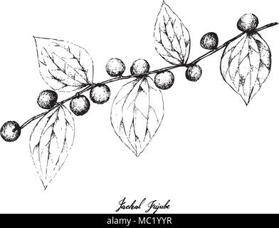 Petits fruits, Illustration part Croquis de jujube ou Oenoplia Chacal Ziziphus Fruits isolé sur fond blanc. Illustration de Vecteur